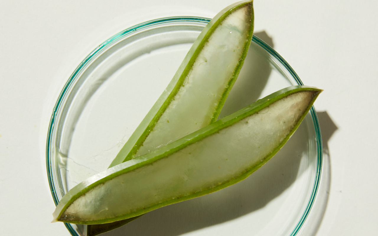 'Aloe-lujah' for Aloe Vera